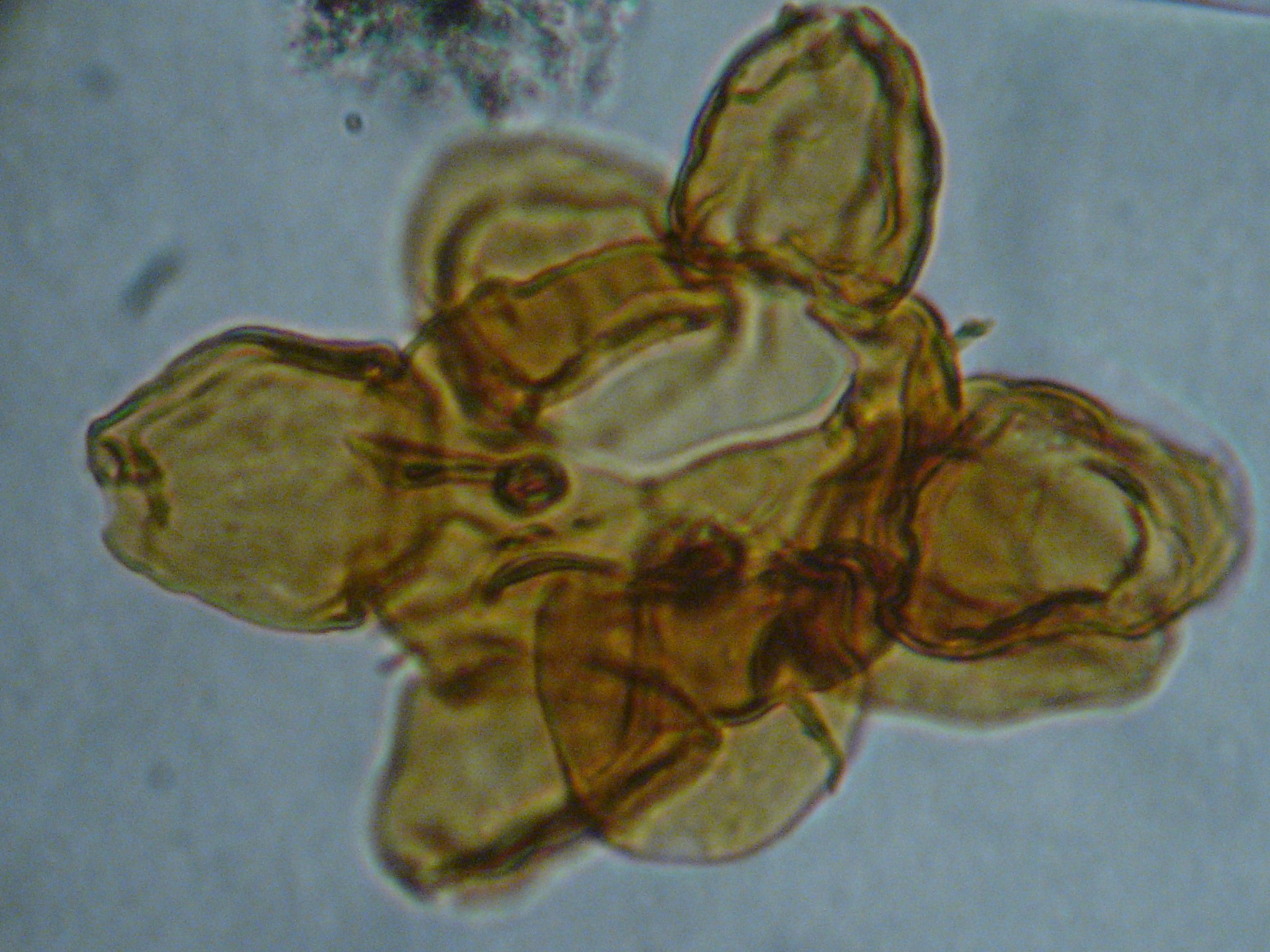 Hystrichokolpoma globulus 2.jpeg